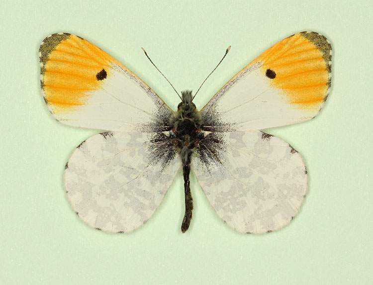 Anthocharis cardamines male (aberrant form aureoflavescens 2) (Internet Image property of respective owner, non-commercial use only)